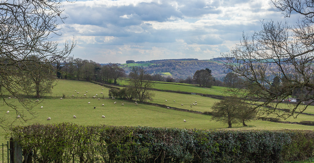 Shining Cliff Woods